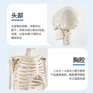 Modelo de Esqueleto Humano de 85 cm, Modelo Humano de Tamaño Real, Modelo de Enseñanza de Esqueleto Adulto Pequeño, Modelo de Columna Vertebral - Product Image 5