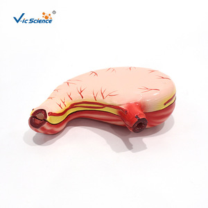 Modèle pédagogique de biologie pour les écoles primaires et secondaires (2 composants) : Modèle anatomique de l'estomac grandeur nature ; Modèle anatomique humain - Product Image 5