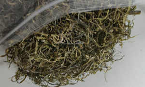 2-7CM rebanada de grado superior calidad de exportación algas secas orgánicas naturales Undaria Pinnatifida Wakame tallos tiras al por mayor paquete OEM - Product Image 5