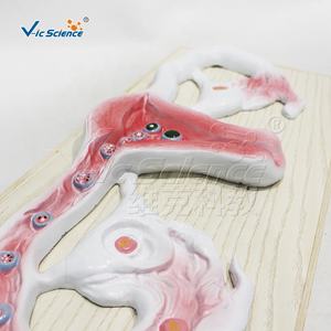 Modèle anatomique du corps humain, fécondation et développement de l'embryon, modèle médical - Product Image 3