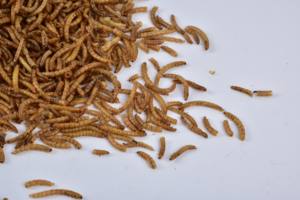 50% + עגבניות עתירי חלבון מיובשות לחיות מחמד - Product Image 4