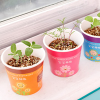 Set Mini Tanaman Hijau untuk Meja Anak-Anak, Pot Tanaman Kecil untuk Dalam Ruangan, Grosir Pot Kecil yang Lucu