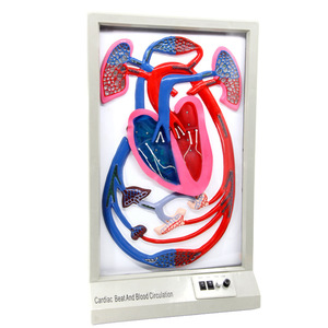 Modèle de rythme cardiaque et de circulation sanguine, équipement d'expérimentation biologique, aide pédagogique électrique pour démonstration dynamique, pour les jeunes. - Product Image 4