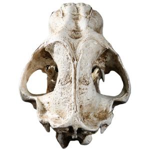 Cráneo de reptil de Tigre con dientes de sable SKE05, modelo de resina de alta precisión, adornos, especímenes de calavera DE LA Edad de Hielo - Product Image 6