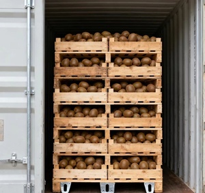 <span class=keywords><strong>Kiwi</strong></span> frais <span class=keywords><strong>Hayward</strong></span>, délicieux <span class=keywords><strong>kiwi</strong></span> frais, vente en gros - directement du fournisseur - Product Image 3