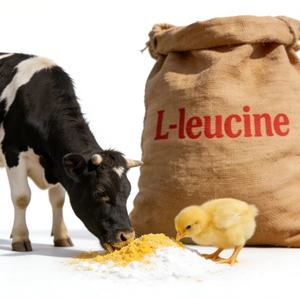 โรงงานผลิตผงแอล-ลีวีน ราคาขายส่ง คุณภาพสูง ผงแอล-ลีวีน หมายเลข CAS 61-90-5 - Product Image 1