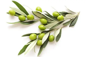 Oem פרטי באיכות גבוהה קפסולות תוספת עבור תמיכה חיסונית של הגוף - Product Image 4