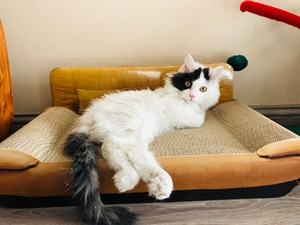 <span class=keywords><strong>Griffoir</strong></span> pour <span class=keywords><strong>chat</strong></span> en <span class=keywords><strong>carton</strong></span> ondulé en vente chaude - Product Image 5