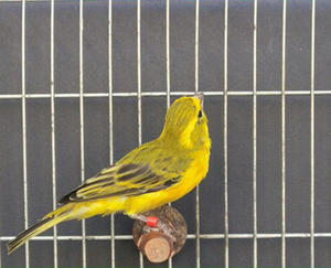 Anelli a Clip per Zampe Uccelli Diametro Interno 2,7mm 3mm 4mm 5mm Accessori Colorati in Plastica per Pappagalli Lucherini Piccioni Canarini - Product Image 6