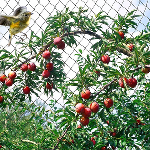 Filet <span class=keywords><strong>anti</strong></span>-oiseaux robuste personnalisé pour l'agriculture, clôture en maille pour volailles et poulets - Product Image 5