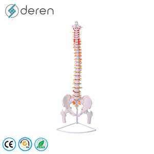 Modèle de colonne vertébrale humaine flexible grandeur nature avec bassin, modèle anatomique pour l'éducation - Product Image 3