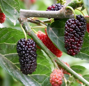 Baisfu, большие поставки, высококачественный бренд Baisfu <span class=keywords><strong>MULBERRY</strong></span>, изготовленный из хорошего сырья, порошок фруктового сиропа тутового дерева - Product Image 6