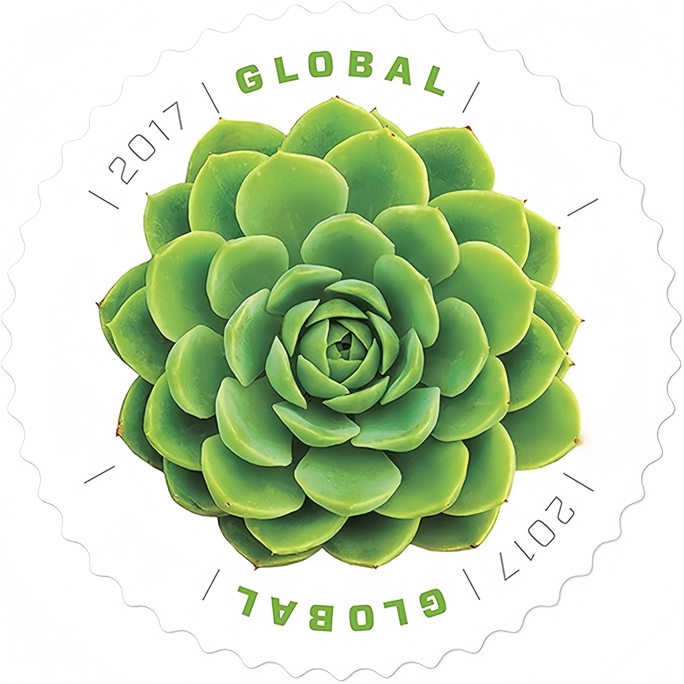 Succulente verte 2017 500374-J2-93-17LH