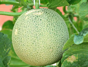 Taima - Esencia/Aroma/Saborizante <span class=keywords><strong>de</strong></span> Melón Musk <span class=keywords><strong>de</strong></span> Alta Concentración para Alimentos - Product Image 1