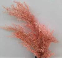Herfstse gedroogde Melaleuca Bracteata bloemen. Prachtige grondstoffen voor bloemstukken & decoraties voor thuis en kantoor.