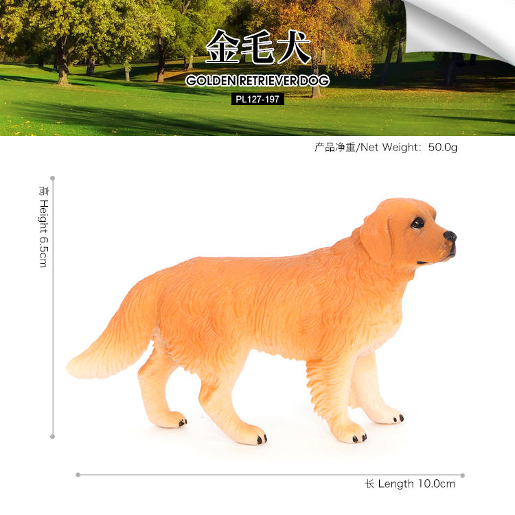 197Golden Retriever Dog
