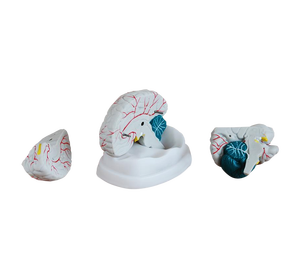 Nuevo Modelo Anatómico del Cerebro 304A, Desmontable, para Enseñanza Médica y Examen de Anatomía Cerebral - Product Image 1