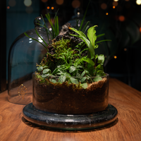 Cloche personnalisée Terrarium dôme de forêt en verre transparent Terrarium Pot de plante