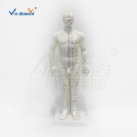 Modelo de Acupuntura Humana Masculina de 50 cm con Puntos de Acupuntura y Meridianos con Base de Plástico