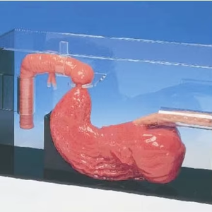 Mô Hình Bài Tập Dạ Dày ERCP Check Training Model - Product Image 4