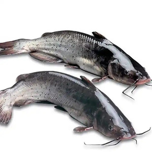 Bagre Congelado en Venta, Bagre Entero Vivo, Venta al por Mayor a Bajo <span class=keywords><strong>Precio</strong></span> - Product Image 1