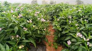 <span class=keywords><strong>Engrais</strong></span> Organique Chélaté Poudre Brute d'Acides Aminés et Oligo-éléments 40% 80% pour Maïs Riz <span class=keywords><strong>Banane</strong></span> Légumes Arbres Fruitiers - Product Image 4