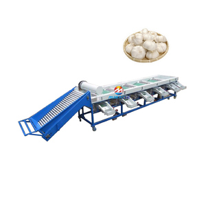 Macchina Commerciale per la Selezione dell'Aglio ad Alta Capacità con Sistema Automatico di Classificazione e Precisione Dimensionale - Product Image 5