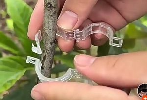 Clip de Support de Plante en Plastique Réutilisable Jardin Transparent Rond 25mm Clip Tomate Treillis Greffage Clips - Product Image 4