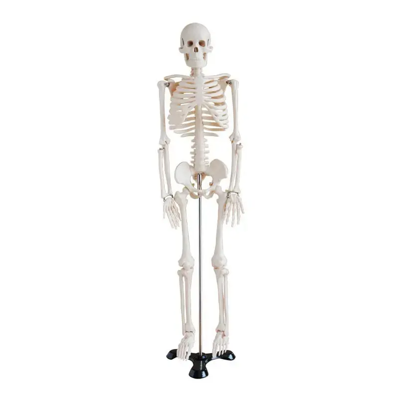 factory price 170 cm human anatomical skeleton model