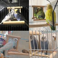 Nouveautés Jouets pour animaux de compagnie Décoration intérieure : Miroir pour perruche, Perchoir avec miroir, Balançoire en bois avec miroir, Accessoires de cage