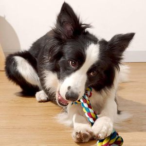 Environmentally Friendly Durable Dog Cotton & Nylon Rope Chew Toys-Anti-<b>Bite</b> Interactive Toy Set - Product Image 2