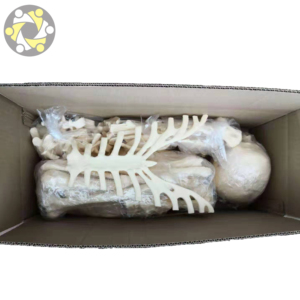 Modèle de squelette humain grandeur nature avec os dispersés, en PVC écologique, certifié ISO, outil d'anatomie médicale réaliste - Product Image 5