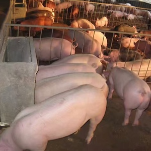 Sustar Nhà máy cung cấp trực tiếp Chất lượng cao cai sữa lợn vỗ béo thức ăn bột dinh dưỡng premix 500g mỗi túi 12 tháng Kệ cuộc sống - Product Image 3