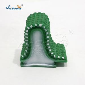 Modelo de Estructura de Órganos, Modelo Médico, Enseñanza Anatómica - Product Image 6