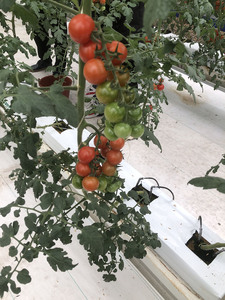 Cubos de Cultivo Hidropónico de Espuma Fenólica Pequeños con 90-98% de Espacio de Poros para el Desarrollo de Raíces de Cáñamo en Sistemas Hidropónicos Automáticos - Product Image 5