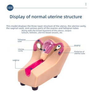 แบบจำลองฝึกหัดอุ<span class=keywords><strong>ป</strong></span>กรณ์สอดในมดลูกสำหรับผู้หญิง ทำจากวัสดุ<span class=keywords><strong>พ</strong></span>ีวีซี สำหรับการฝึกอบรมทางสูตินรีเวช การวาง<span class=keywords><strong>แผน</strong></span>ครอบครัว และการตร<span class=keywords><strong>ว</strong></span>จวินิจฉัย - Product Image 2