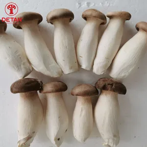 Detan Premium Quality Crown abgefüllter frischer King Oyster Exotic Mushroom