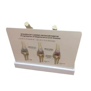 แบบจำลองโรคข้อเข่าเสื่อมในสุนัข 4 ขั้นตอน สำหรับ<span class=keywords><strong>การ</strong></span>สอนกายวิภาคสัตว์ - Product Image 2