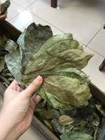 Daun Sirsak Kering Vietnam Laris Manis, Bahan Teh Herbal Alami, Daun Guanabana Grosir, Daun Graviola