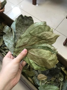 Hojas de Guanábana Secas de Vietnam, Ingredientes Naturales para Té de Hierbas, Hojas de Guanábana a Granel, Hojas de Graviola al por Mayor - Product Image 5