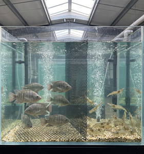 Maille en plastique extrudé en HDPE résistant aux UV, à longue durée de vie, pour environnements difficiles et aquaculture marine - Product Image 4