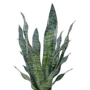 OH ARTS Proveedor de China 50cm de altura en vivo Seto Artificial Greeny Plant Faux <span class=keywords><strong>Sansevieria</strong></span> Plant Snake Plant en maceta de cerámica - Product Image 6