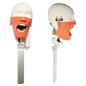 Lab Oral Training Simulator Dental Manikin Phantom Head for Putting into Dental Chair