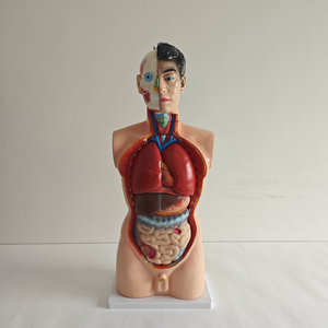 MedMod Modello Anatomico Torso Maschile A Grandezza Naturale, 85 Cm, 19 Parti Con Organi Rimovibili - copertina
