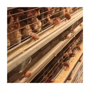 Poultry Equipment Chicken Cage Equipment Automatic For Sales Battery Chicken Cage