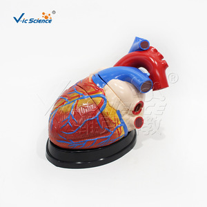 Modèle d'anatomie cardiaque agrandi ; Échantillon de démonstration de la structure du système digestif pour l'école de médecine - Product Image 4