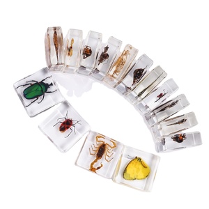 Rectángulo espécimen escorpión Real insecto incrustado acrílico cuadrado resina pisapapeles enseñanza preescolar - Product Image 1