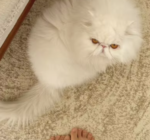 <span class=keywords><strong>Tapis</strong></span> Seibos <span class=keywords><strong>à</strong></span> motifs anneaués, sans colle, antidérapant, en matériaux mélangés, style Wabi-Sabi vintage haut de gamme, pour chambre et salon, pour chaise pivotante - Product Image 6