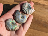 Vente en gros d'ammonites fossiles naturelles aux couleurs arc-en-ciel, spécimens de coquillages pr'historiques pour la décoration de la maison et la guérison Reiki