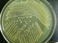 Extrait de levure de soja et de bœuf, solution claire à effet optimal, triptone, peptone en poudre ou enzyme de fermentation microbiologique bactériologique
